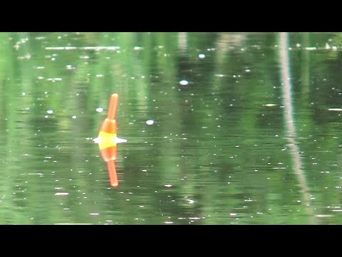 Видео: КАРАСЬ НА ПОПЛАВОК! УТРО ВЕЧЕРА МУДРЕНЕЕ! ЛОВЛЯ КАРАСЯ НА ПРУДУ! ПОЧИСТИЛ МЕСТО, ПОЙМАЛ РЫБУ #карп