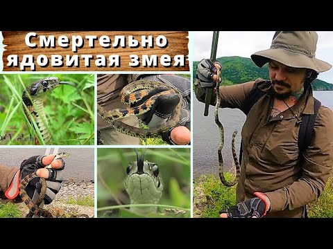 Видео: "Смертельно ядовитая змея поймана во Владивостоке!" Слыхали? Поехали ловить! Rhabdophis