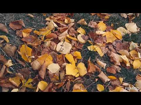 Видео: Краски осени. г. ДНЕПР, красота осенней природы. Октябрь 2025г 