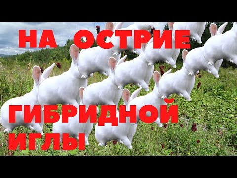 Видео: Чем опасен гибрид ХИКОЛЬ для частных хозяйств/Промышленные гибриды/