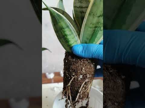Видео: Сансевиерия ханни крем, часть 4