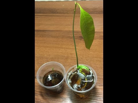 Видео: ВАЖНЫЕ СОВЕТЫ ДЛЯ ВЫРАЩИВАНИЯ МАНГО!!! НОВЫЕ ОТКРЫТИЯ!!!