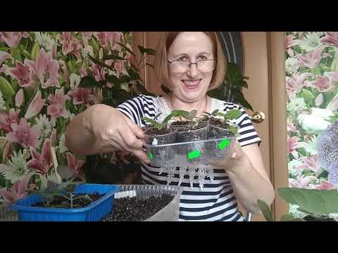 Видео: Вторая пикировка глоксиний