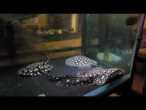 Видео: В гостях у Алексея  " Ферма Скатов " 2024г