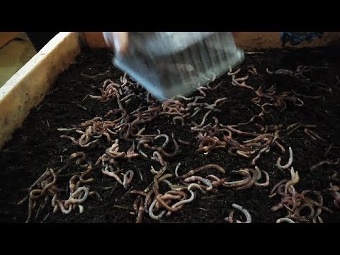 Видео: Стоит ли передерживать Дендру в большой плотности?