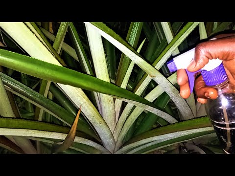 Видео: Опрыскивайте ананасы ночью, и вы будете удивлены.