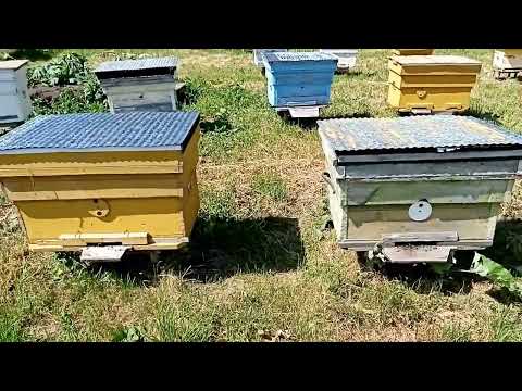 Видео: 11.06.24 г. Пекло и ветер, медоносы на поддержке держат пасеку от роения.