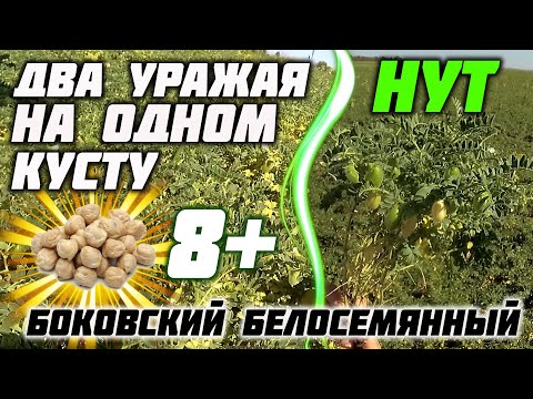 Видео: Два урожая, на одном кусту! НУТ "Боковский белосемянный"