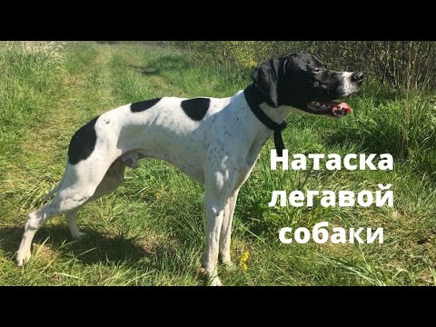 Видео: Натаска охотничьей собаки.