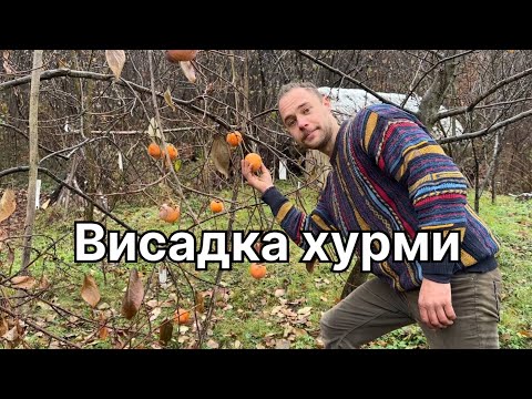 Видео: Як правильно висадити саджанець хурми за 15 хв?