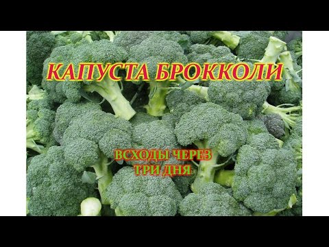 Видео: ВСХОДЫ КАПУСТЫ БРОККОЛИ-ЧТО НУЖНО СРОЧНО СДЕЛАТЬ С РАССАДОЙ.