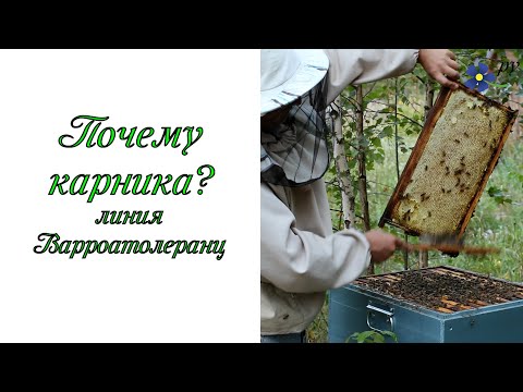 Видео: Почему карника? Пчелы породы карника, линия варроатолеранц.