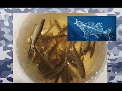 Видео: ловля и хранение живца (для жерлиц)