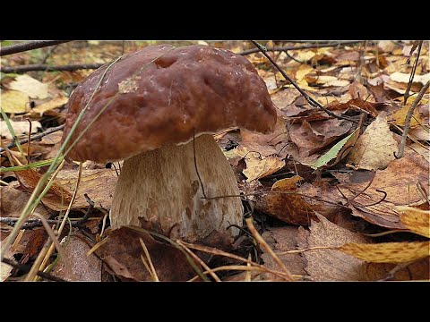 Видео: БЕЛЫЕ ГРИБЫ ПОЛЯНАМИ КАК ТОЛЬКО ЗАШЁЛ В ЛЕС! ОЙ ЁЙ ЁЙ КРАСОТА!