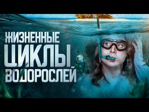 Видео: ЖИЗНЕННЫЕ ЦИКЛЫ ВОДОРОСЛЕЙ | ЕГЭ-2025 по биологии