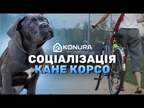 Видео: Соціалізація КАНЕ КОРСО
