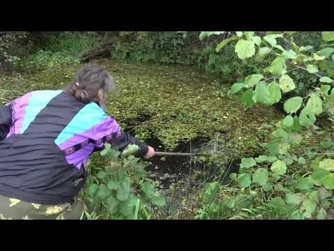 Видео: Ряска не только хорошее удобрение