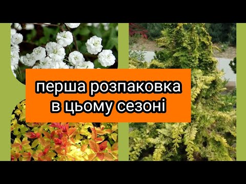 Видео: Перша посилка з рослинами в цьому році. Починаємо сезон 😃