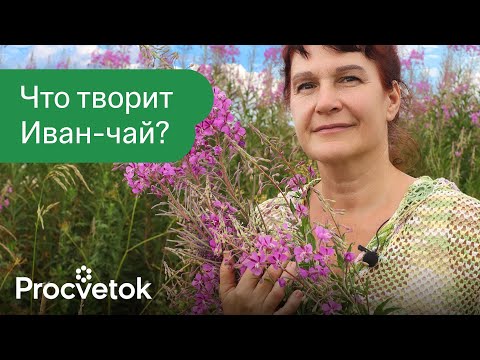 Видео: Что будет, если пить Иван-чай каждый день? Остановит старение, укрепит иммунитет и это еще не всё!