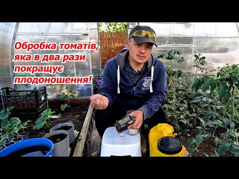 Видео: Урожай томатів майже подвоюється- усього одна обробка!