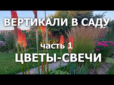 Видео: Вертикали в саду часть 1 Цветы-свечи (обзор)