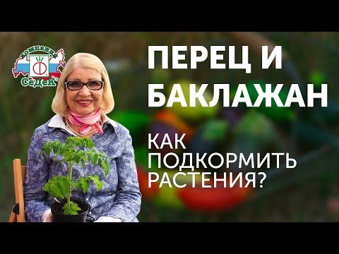 Видео: ПРАВИЛА ПОДКОРМКИ ПЕРЦЕВ И БАКЛАЖАНОВ! КОГДА И ЧЕМ? СОВЕТЫ ОТ ОКТЯБРИНЫ ГАНИЧКИНОЙ