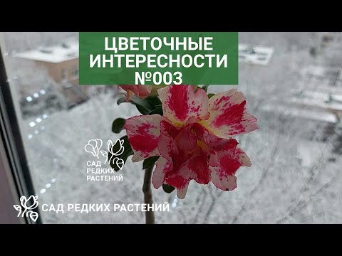 Видео: Интересности 003. Вариегатные хойи, красавица монстера, посадка гранатиков и цветущий  адениум