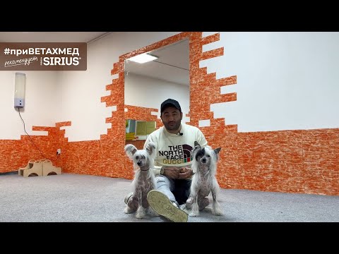 Видео: Секреты породы. Китайская хохлатая собака // #приВЕТАХМЕД
