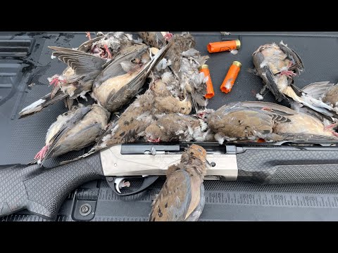 Видео: Охота на голубей с помощью ловушки MOJO после холодного фронта