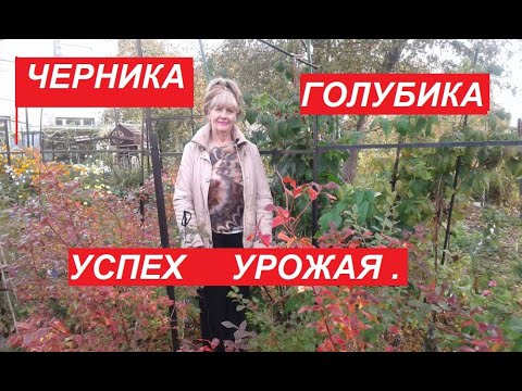 Видео: ЧЕРНИКА  ГОЛУБИКА  УСПЕХ УРОЖАЯ.