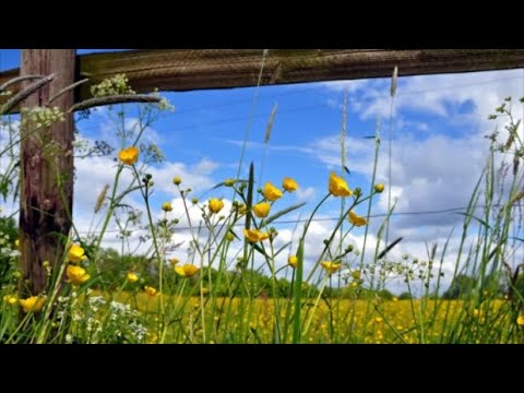 Видео: Утро в деревне. Звуки природы в деревне. Для расслабления нервной системы. Звуки деревни. Relax