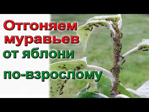 Видео: Как избавиться от муравьев и тли на садовых деревьях.  Простой и надежный способ.