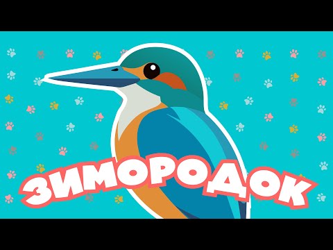 Видео: Творение учит нас | Зимородок