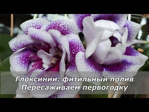 Видео: Фитильный полив глоксинии. Пересаживаем первогодку.