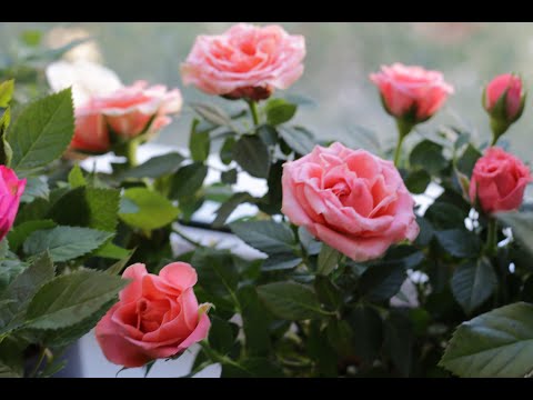 Видео: Роза комнатная. Паутинный клещ. 100%-ный рабочий способ, как избавиться. БЕЗ ХИМИИ!