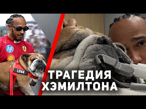 Видео: ПЕС ХЭМИЛТОНА УМЕР. Ужасное горе Льюиса