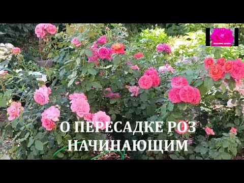 Видео: ПЕРЕСАДКА РОЗ. ЗАЧЕМ? КОГДА? КАК?