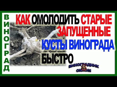 Видео: 🍇 Омоложение винограда. Как срезать куст винограда на черную головку.