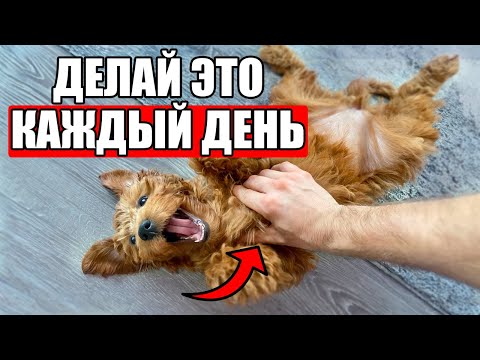 Видео: 16 Научных Способов Сделать Твою Собаку ОЧЕНЬ СЧАСТЛИВОЙ!
