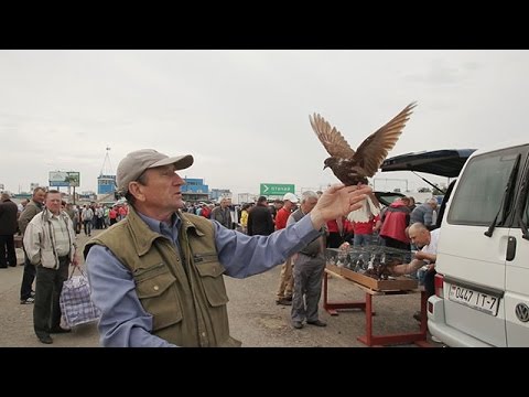 Видео: Ярмарка голубей в Минске, лето 2016. Рассказы о голубях.