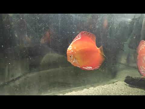 Видео: Дискусы Омск