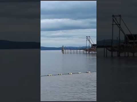 Видео: 🏵 Николаевск-на-Амуре | «Никогда такого не было и вот опять...» | 25 августа 2023 г.