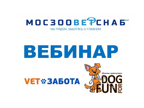 Видео: Ментальные и физические нагрузки  Как занять собаку на прогулке с пользой.