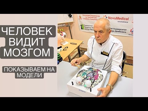 Видео: Человек видит мозгом