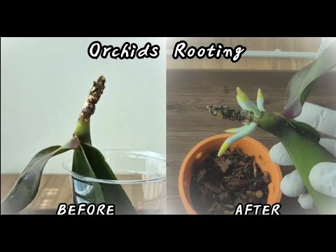 Видео: Рис!!! Корни орхидеи сразу же начнут прорастать.