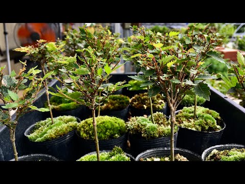 Видео: Удобрение продано! ! Саженец 2-го года зелькова бонсай обрезка и производитель Shohin бонсай