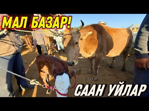 Видео: СААН УЙЛАР КУНАЖЫН УРГААЧЫ ТОРПОК БААЛАРЫ 💪🏻 #байтв 