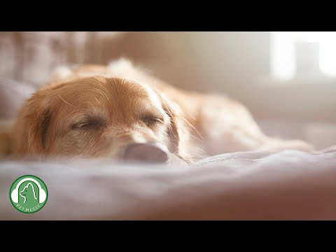 Видео: Расслабляющая музыка для собак🐶Музыка для снятия стресса, расслабляющая музыка🎵Любимая музыка собаки
