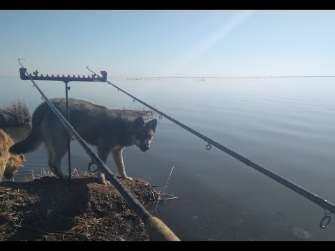 Видео: Первая летняя рыбалка 2020. Фидер на озере Уелги 02.05.2020