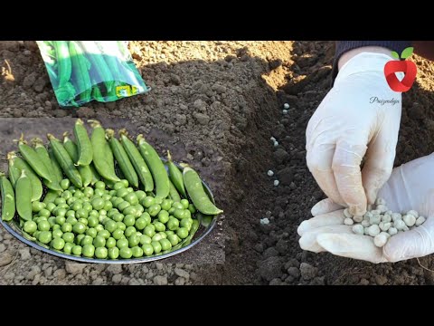 Видео: Осенний посев гороха – в чем преимущества и как это сделать?